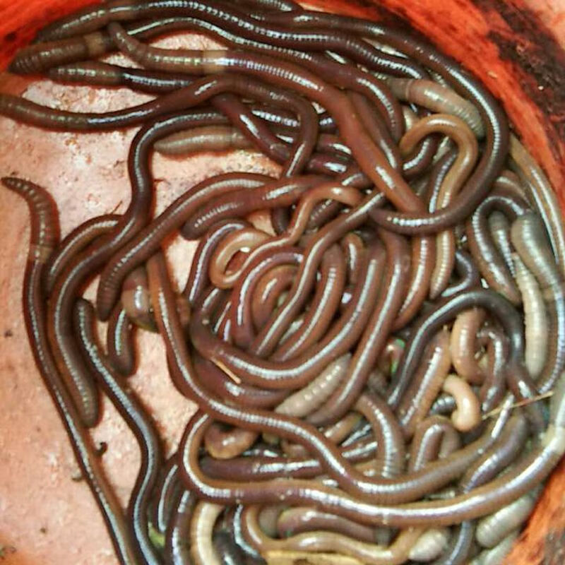 黑蚯蚓活体蚯蚓青蚯蚓大蚯蚓灰蚯蚓土蚯蚓臭蚯蚓鱼饵通货1斤