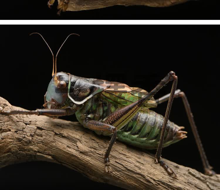 蝈蝈活铁蝈蝈鸣虫蝈蝈活体超大幼虫憨叫大肚子叫铁皮翡翠绿蝈蝈儿中号