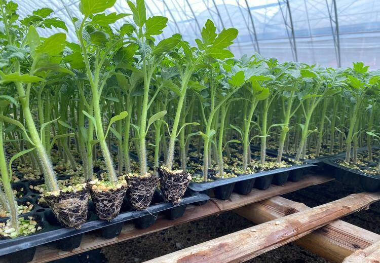 颜集卉番茄苗秧老品种四季南方种阳台盆栽大西红柿苗春季菜苗蔬菜苗