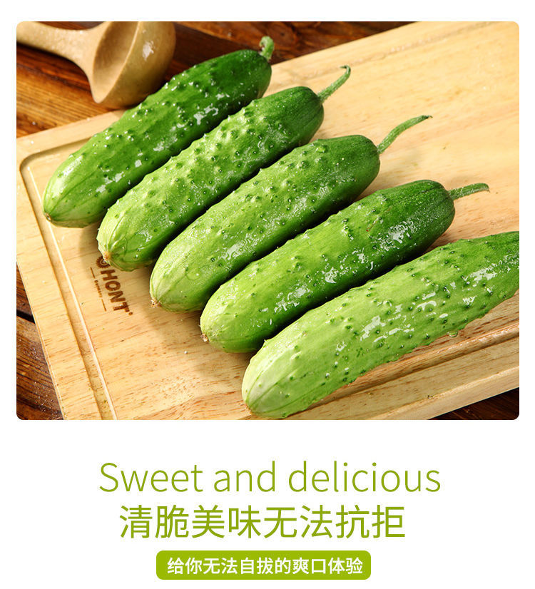 现摘水果黄瓜山东旱黄瓜本地大刺黄瓜甜脆爽口嫩孕妇生吃批发3斤装