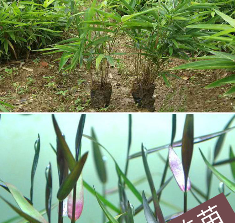 种子金镶玉早园竹紫竹佛肚竹苗室外庭院观叶盆栽种籽四季常青沐智