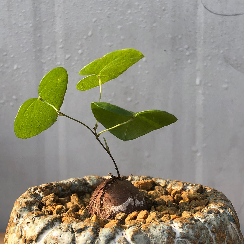 多肉龟甲龙南非龟甲龙墨西哥龟甲龙籽播实生稀有块根多肉植物带花盆润