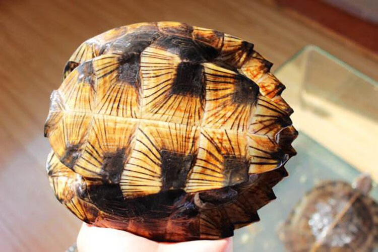 亚洲巨型龟亚巨乌龟观赏种龟苗草龟大型素食吃蔬菜水果半水龟宠物1518