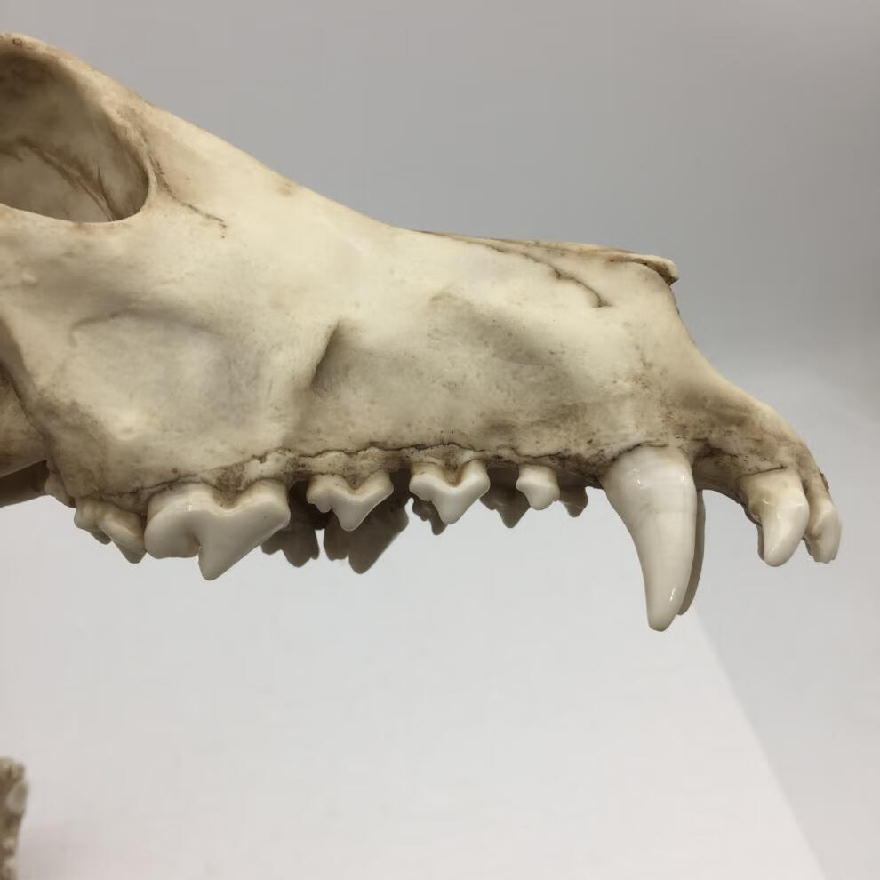 狼头骨骨头色【图片 价格 品牌 报价】-京东