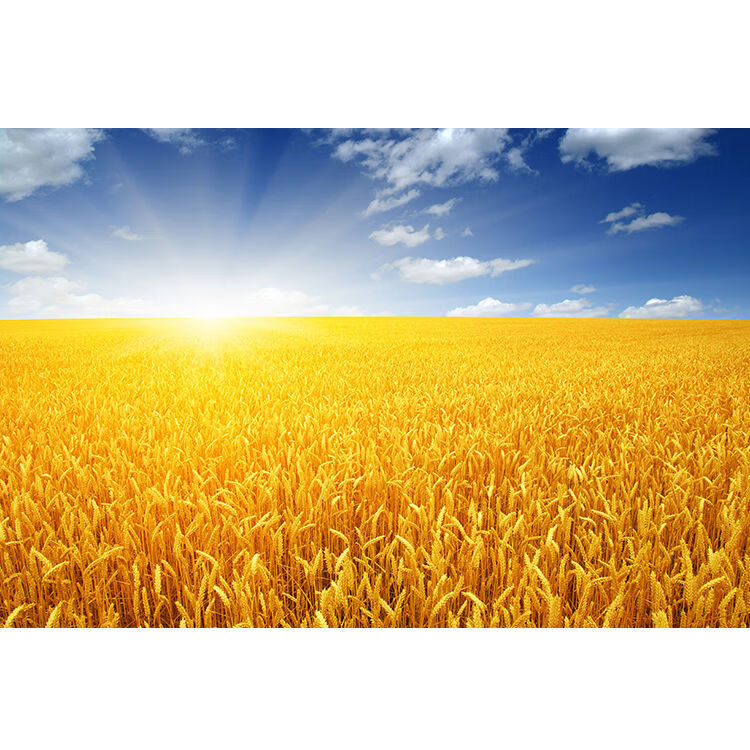 金色麦穗阳光下麦田风景海报画稻田秋收图蓝天白云装饰客厅挂贴画