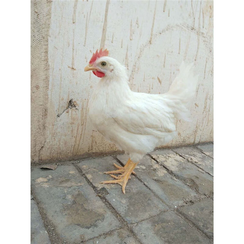 高产白羽鸡活体白来航鸡白羽公鸡药引公鸡产蛋白母鸡包活到家 1斤白
