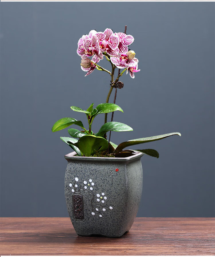 长方形花盆蝴蝶兰花盆紫砂陶瓷简约复古多肉老桩绿植兰花文竹盆栽非标