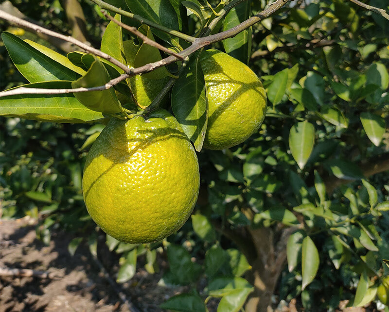 2021年正宗农产品精品瓯柑大果苦柑丽水温州特产苦橘小果欧柑苦柑中果