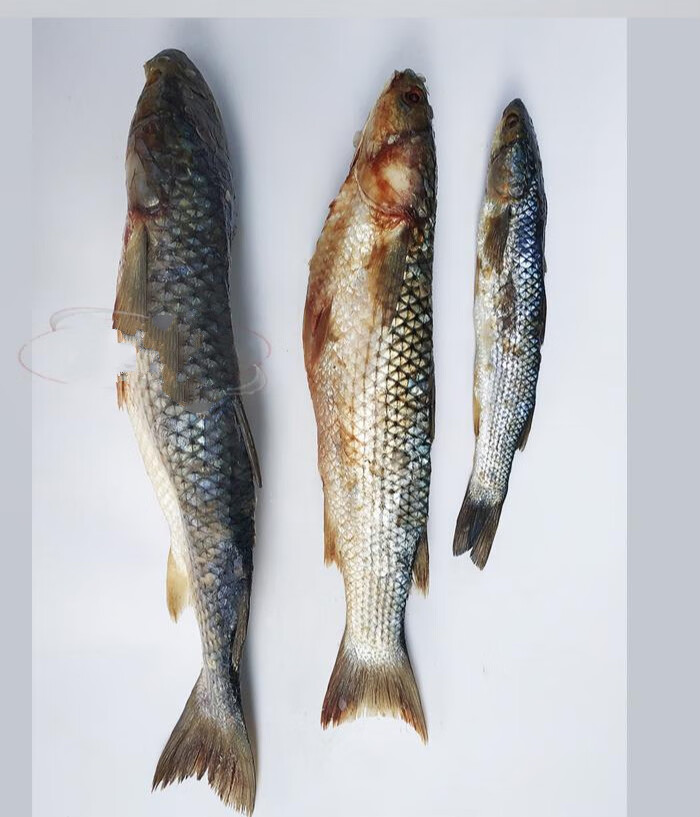 渤海湾特产中号咸梭鱼5斤装海梭鱼非新鲜活梭鱼腌制咸鱼25kg