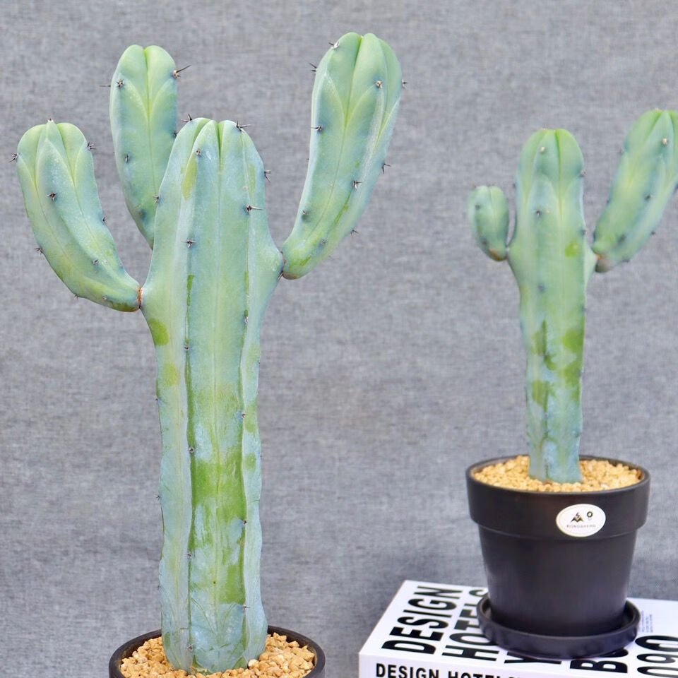 龙神木仙人柱 仙人球蓝色少刺网红仙人掌福禄寿室内多肉植物盆栽 福禄