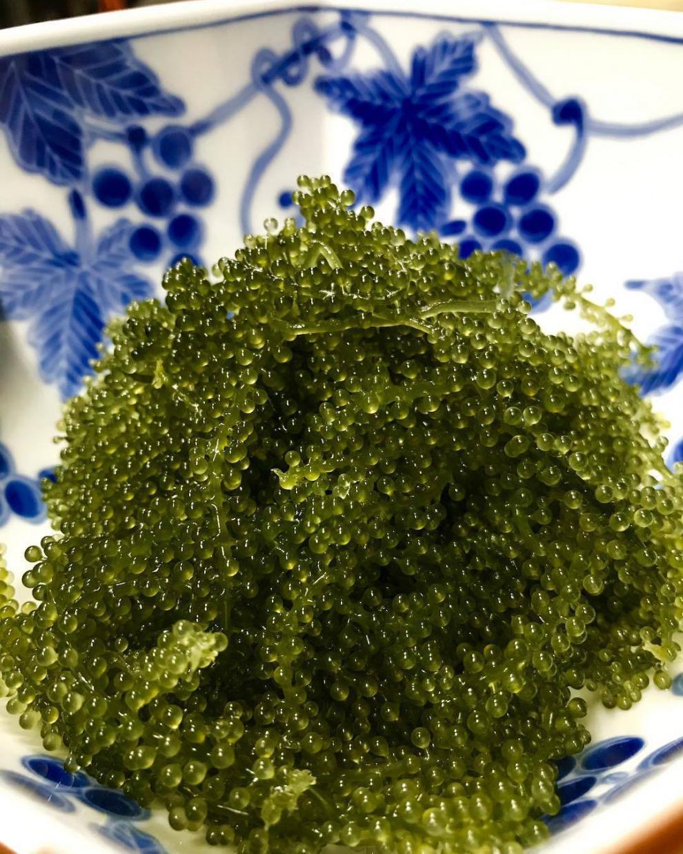 海葡萄新鲜活盐渍长寿藻裙带菜海带海白菜海藻沙拉即食