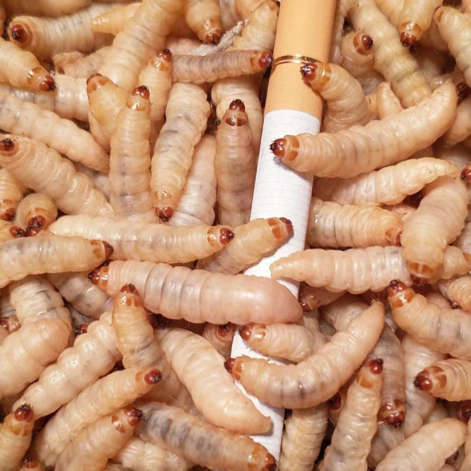 荣郁荣郁养殖厂玉米虫活体葡萄虫百灵活食蜜袋鼯变色金龙鱼高蛋白宠物