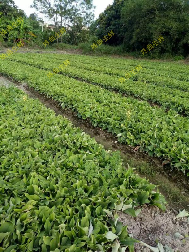 现货沙姜新鲜广东茂名特产山奈老姜白切鸡调味配料1000g
