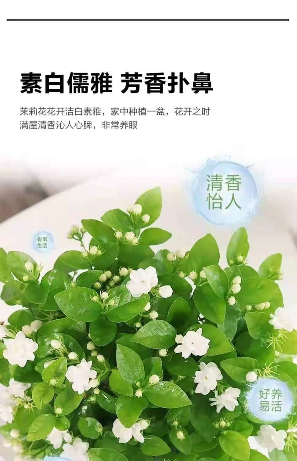 七彩茉莉花室外绿植花卉阳台茉莉花盆栽四季开花庭院窗台观花植物粉色