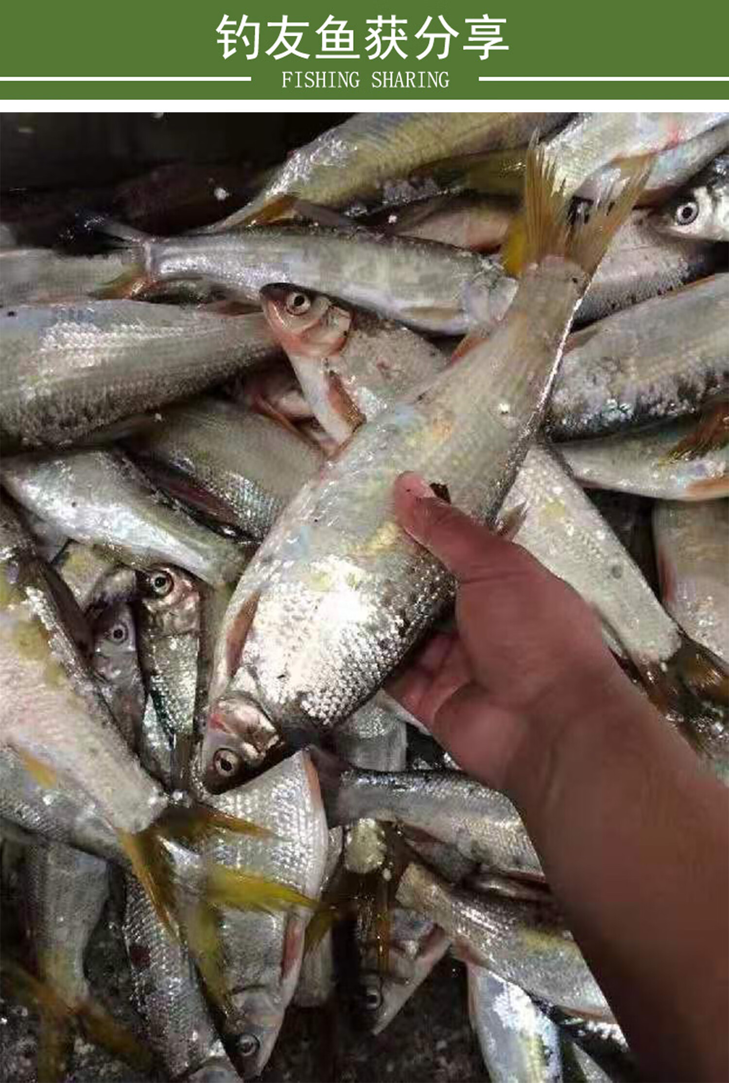 钓黄尾饵料小打窝料青尾红尾鲴诱鱼剂春季促食专攻野钓 黄尾高效套装