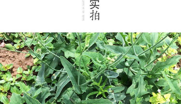 一点红中草药500克 新鲜野生叶下红中药材羊蹄草红叶草红背叶【图片