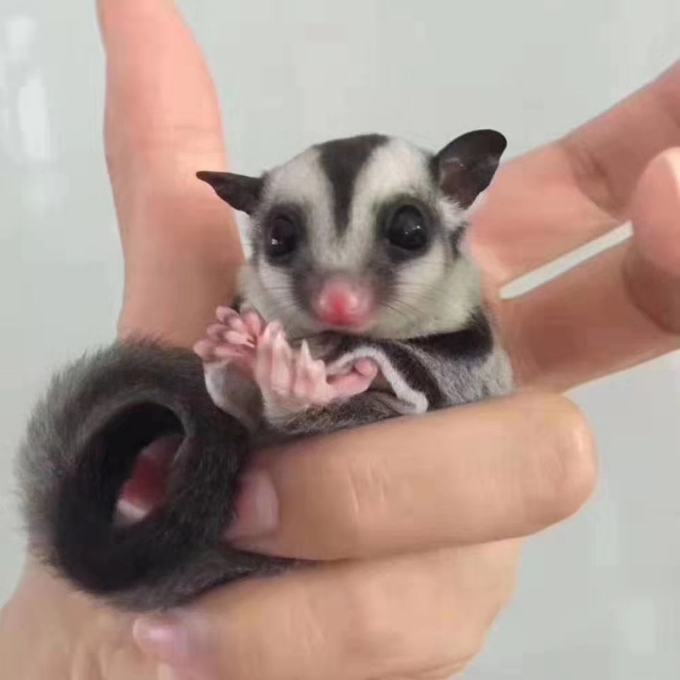 京选推荐澳洲密袋鼬密袋鼯活体宝宝活物蜜袋鼬幼崽会飞小宠饲养套餐很