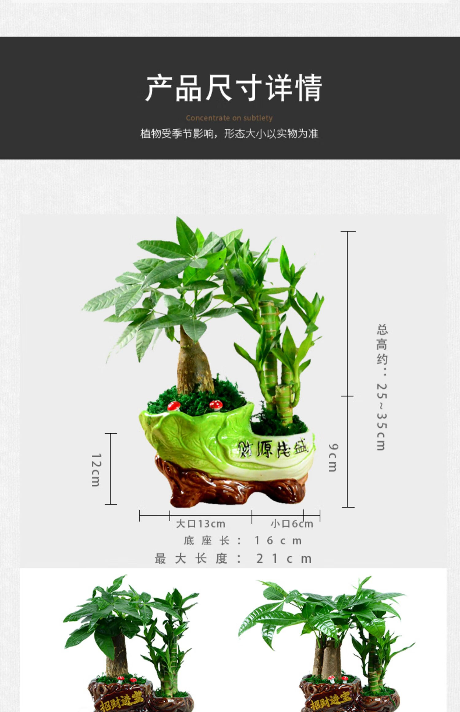 聚寶盆 樹 竹 含盆【圖片 價格 品牌 報價】-京東