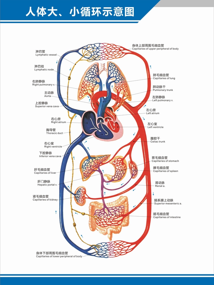 科室掛圖 人體血管分佈圖肝門靜脈盆腔解剖圖中英文醫學醫院科室海報