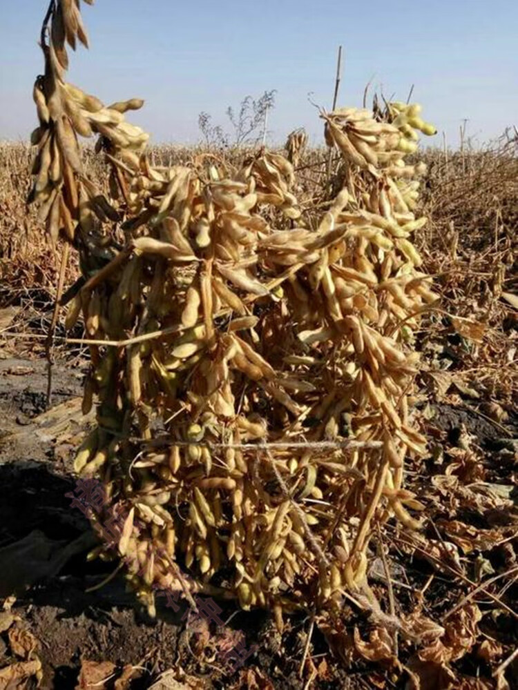千斤豆黄豆种子大豆种春夏季播大田基地均可种植大豆种亩产1000斤千斤