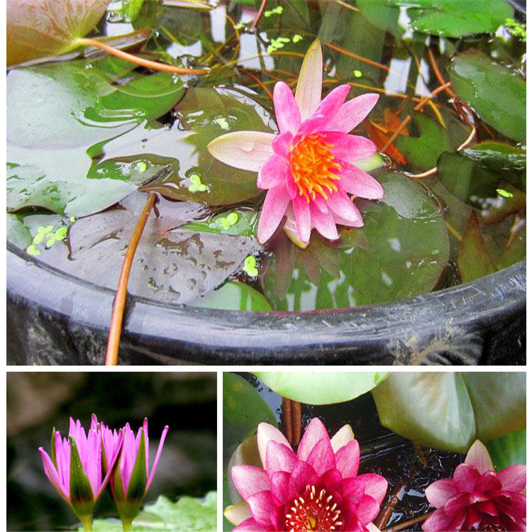 四季碗蓮荷花苗水養花卉池塘水缸種植蓮花混色小睡蓮根塊5個帶芽發貨