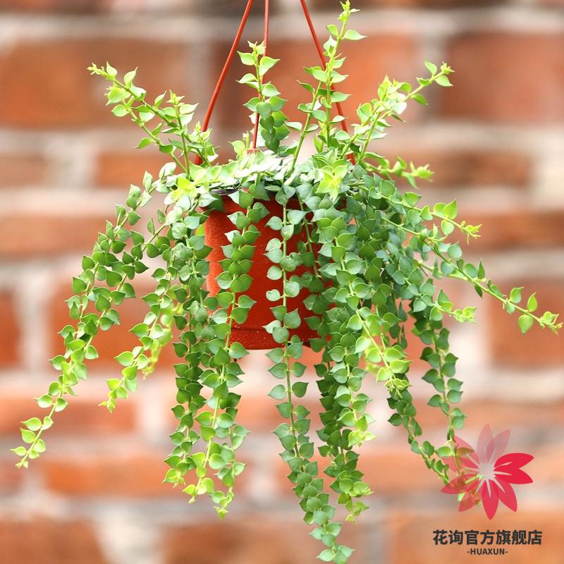 花询百万心吊兰盆栽观叶植物易养耐阴旱常绿花卉百万心吊兰花苗一盆