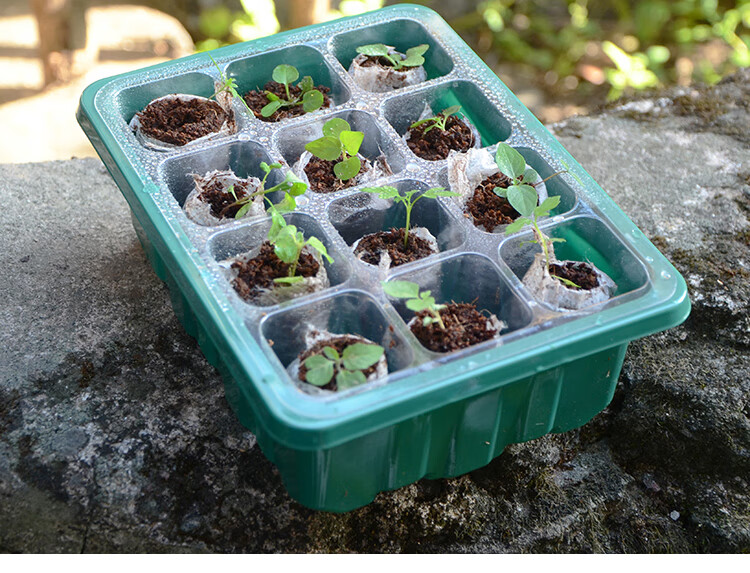 育苗盒塑料穴盘多肉育种扦插盒小苗播种神器营养钵园艺保温育苗箱 10