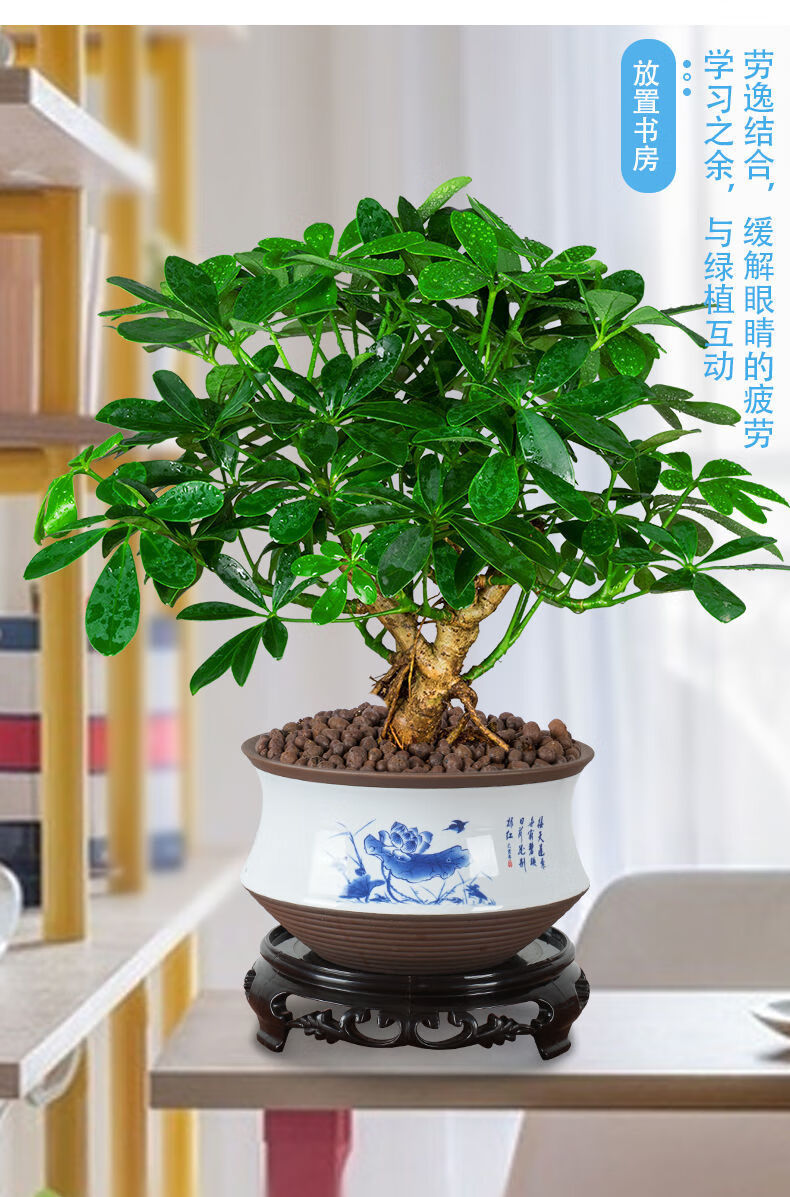 鸭脚木七叶莲盆栽绿植盆栽鸭掌木盆栽室内客厅盆栽花卉鸭脚木一盆34棵