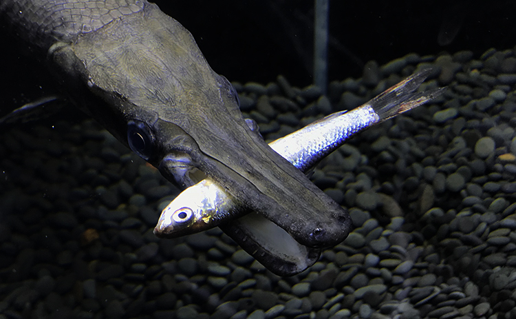 族萃精品鳄雀鳝观赏鱼中大型尖嘴鳄凶猛福鳄巨型淡水鱼加饲料宠物金鱼