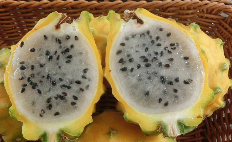 海南金麒麟果燕窝果三亚新鲜水果黄皮黄金白心火龙果 2500g 单果重4-5