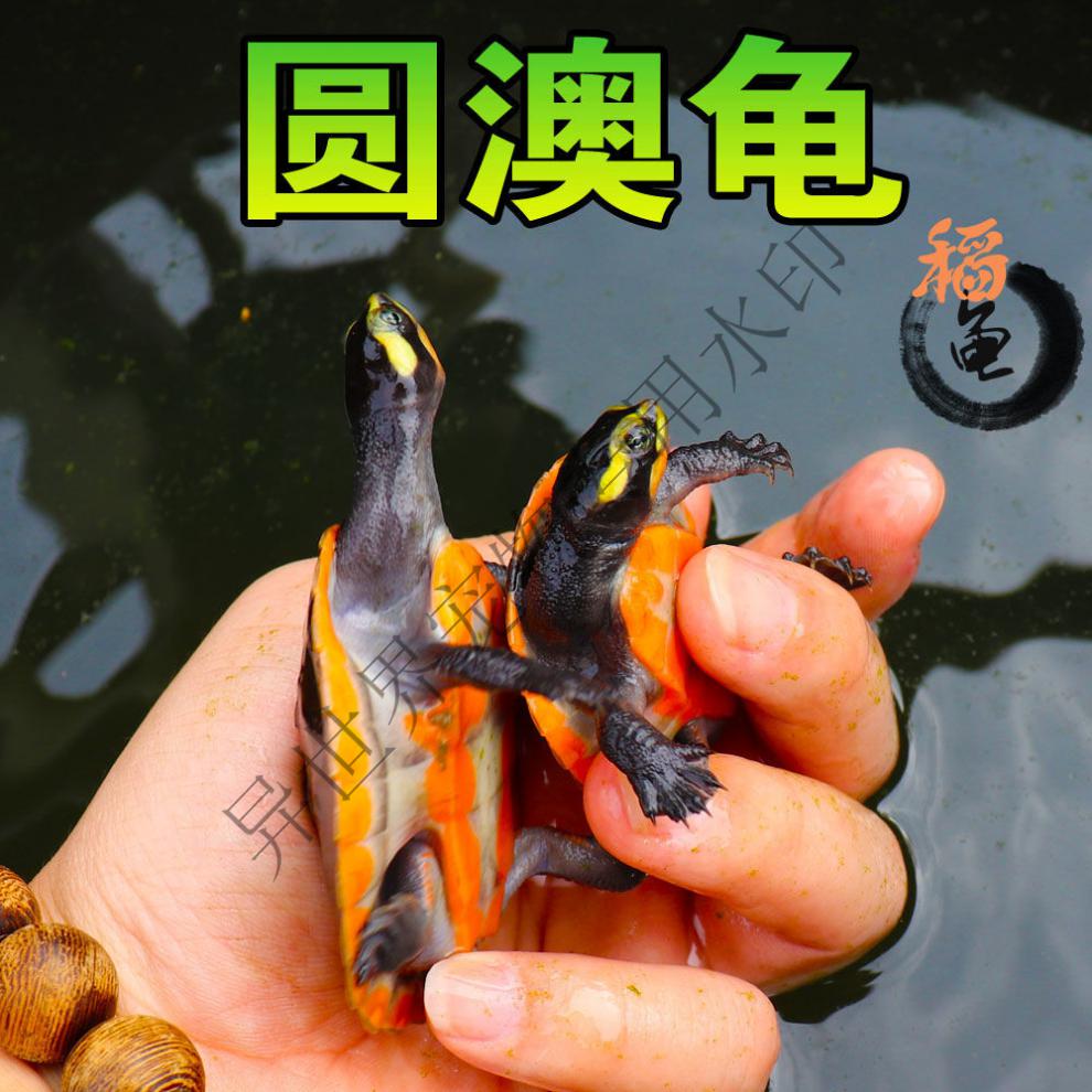 深水混养圆澳龟圆奥活体红纹曲颈吃垃圾鱼粪便玩具清洁乌龟清道夫250