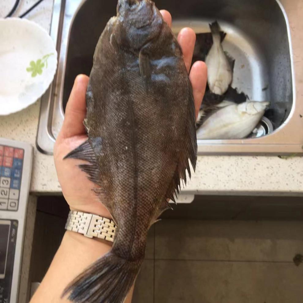 正宗大连渤海湾野生海梭鱼大香梭鱼鲜活梭鱼冷冻海鲜水产【12月28日发
