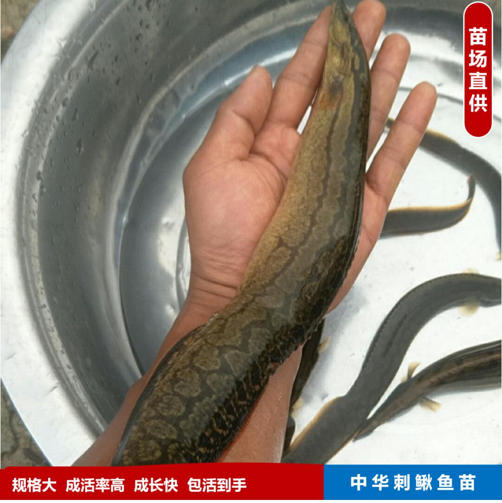 中華刺鰍魚苗中華大刺鰍淡水刀鰍苗沙鰍魚鋼鰍刀鰍石錐魚苗 2-4釐米