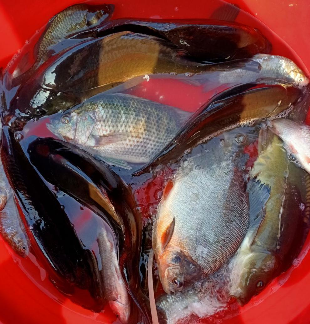 三道鳞营养价值无肌间刺肉质细嫩金宝鱼活鱼宰杀净重发货其他地方请加