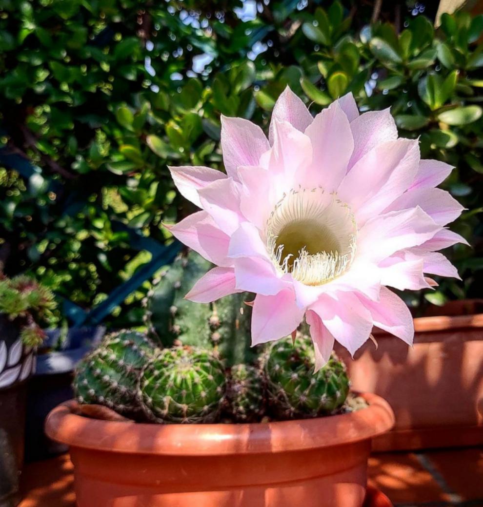 白花粉花短毛丸仙人球阳台趣味盆栽仙人掌好养活多肉植物白花短毛丸68