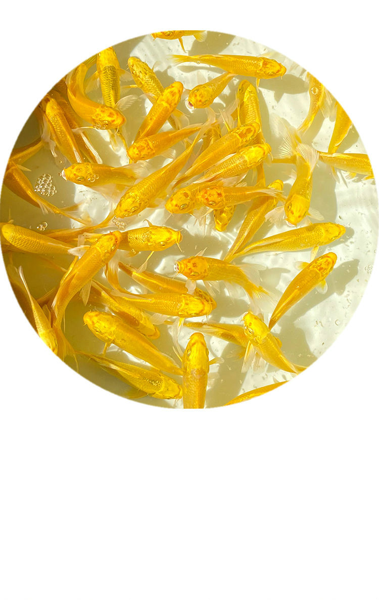 优选好物金鱼活鱼黄金锦鲤鱼招财鱼龙凤锦鲤好养耐活冷水观赏鱼小鱼苗