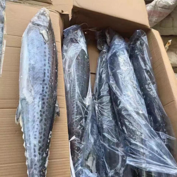 流连湾 海捕大鲅鱼鲜活速冻大马鲛鱼整条燕尾鲅鱼新鲜冷冻水产 15斤