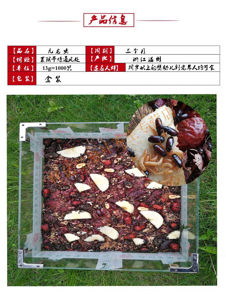 九龙虫九龙虫活体虫洋虫宠物虫长命虫2000只赠红枣于灵芝片可繁殖