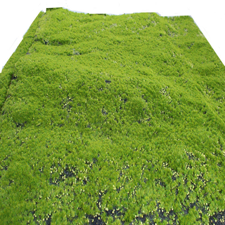 仿真墙面青苔创意装饰青台鲜人造室内假草皮草坪橱窗背景 p款草坪(一