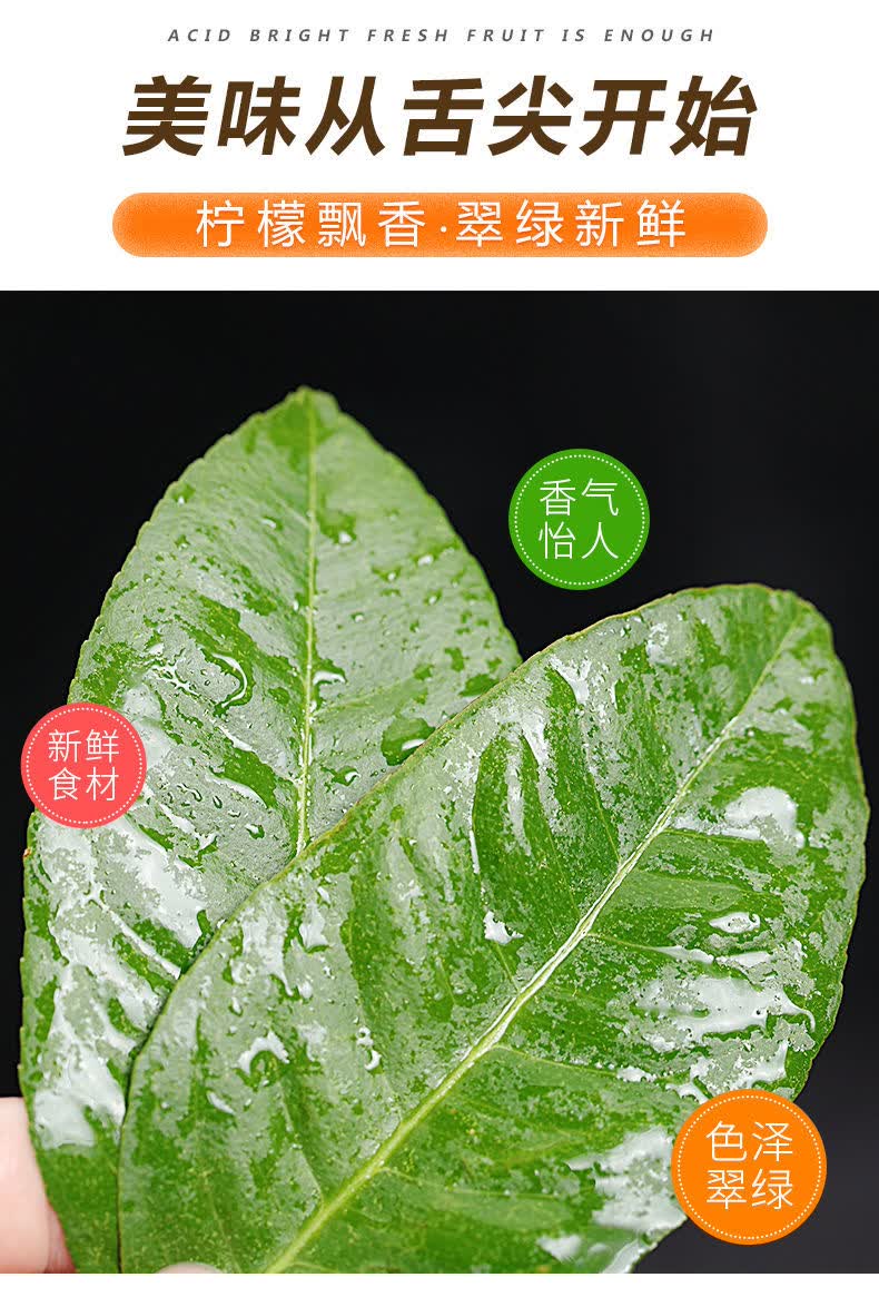 新鲜柠檬叶带枝烹饪香料青柠叶西餐料理冬阴功汤调料火锅配料新鲜柠檬