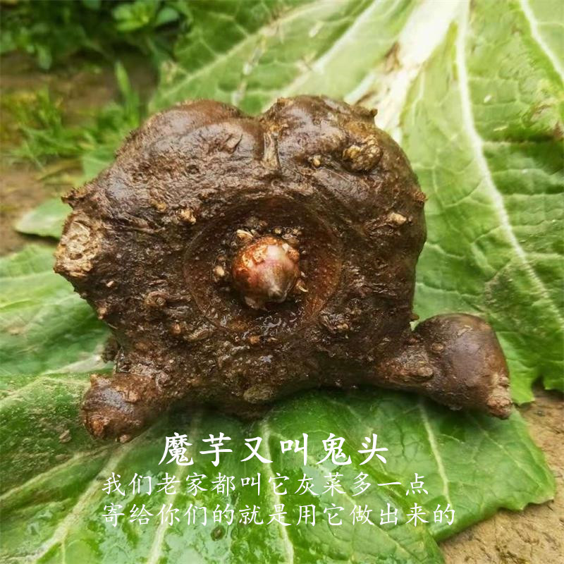 四川巴中特产通江农家手工自制鲜魔芋豆腐活灰菜500g