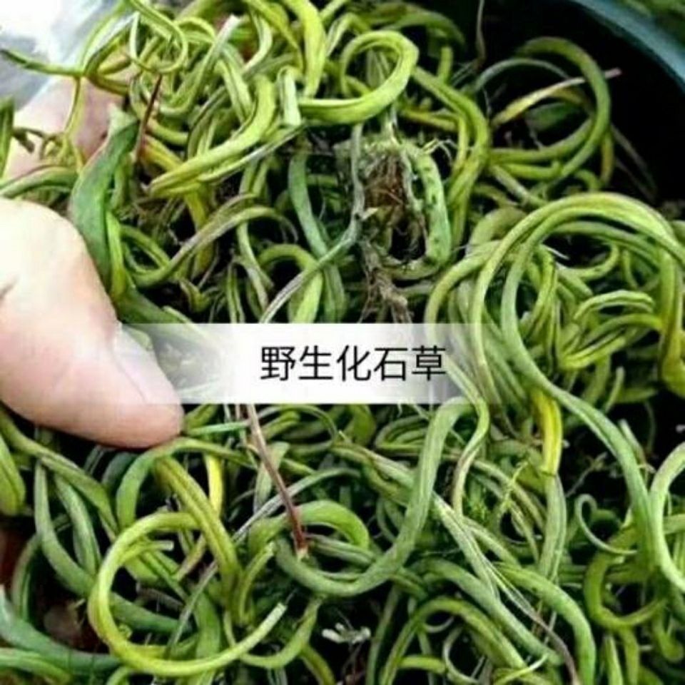 新货老挝中草药草 肾精草肾精茶溶石茶【益补萃