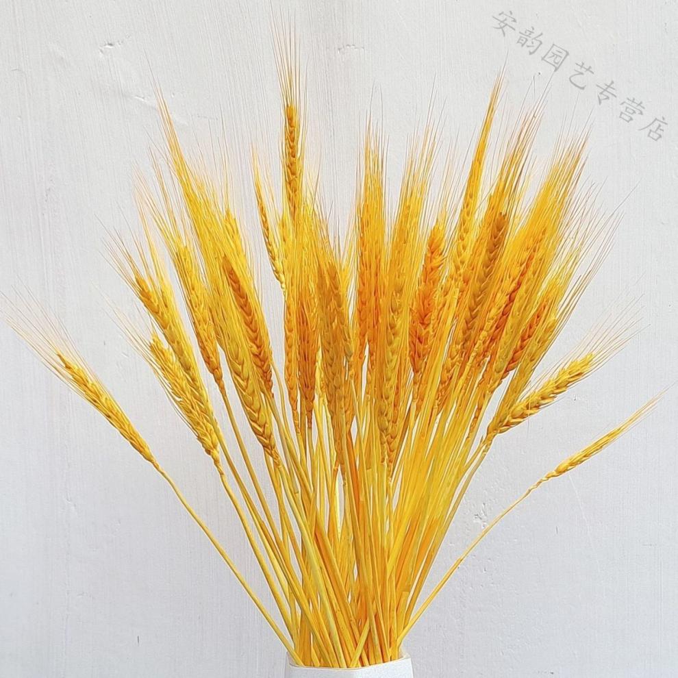 芊阙黄金大麦麦穗干花真花花束黄金麦天然麦穗开业大麦金色客厅永生花
