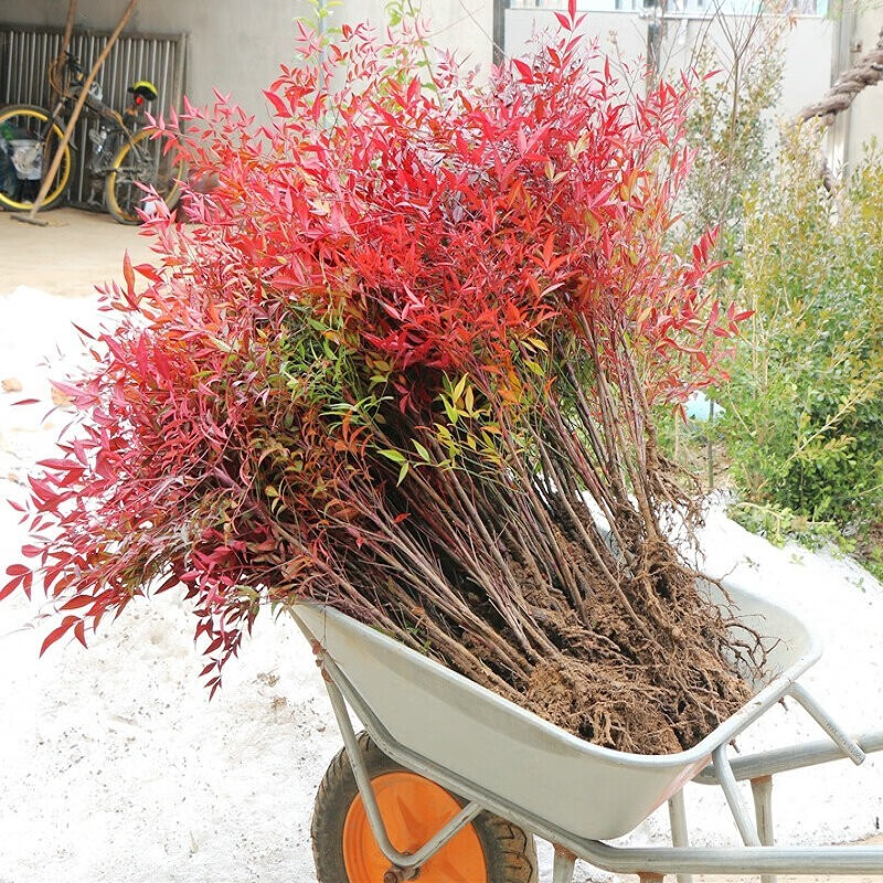 红天竹树苗红天竺红叶南天竹盆栽景阳台盆栽红天竹火焰南天竹苗庭院