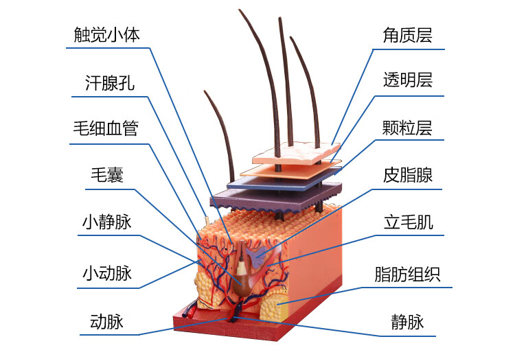 現貨速發毛囊結構皮膚模型4dmaster人體皮膚和毛髮模型4dmaster人體