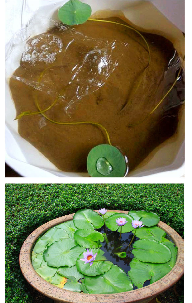 荷花池塘泥荷塘泥睡莲专用土荷花碗莲铜钱草水培植物塘泥荷花泥土田园