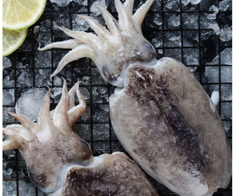 新鲜冷冻大墨鱼海捕墨鱼仔超大目鱼墨鱼墨斗鱼乌贼海鲜批发1斤14斤