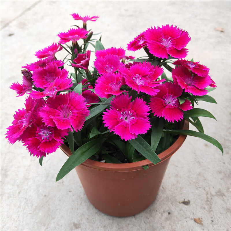 石竹花盆栽春秋耐寒植物多年生室外庭院阳台绿植小苗自立单瓣 石竹大