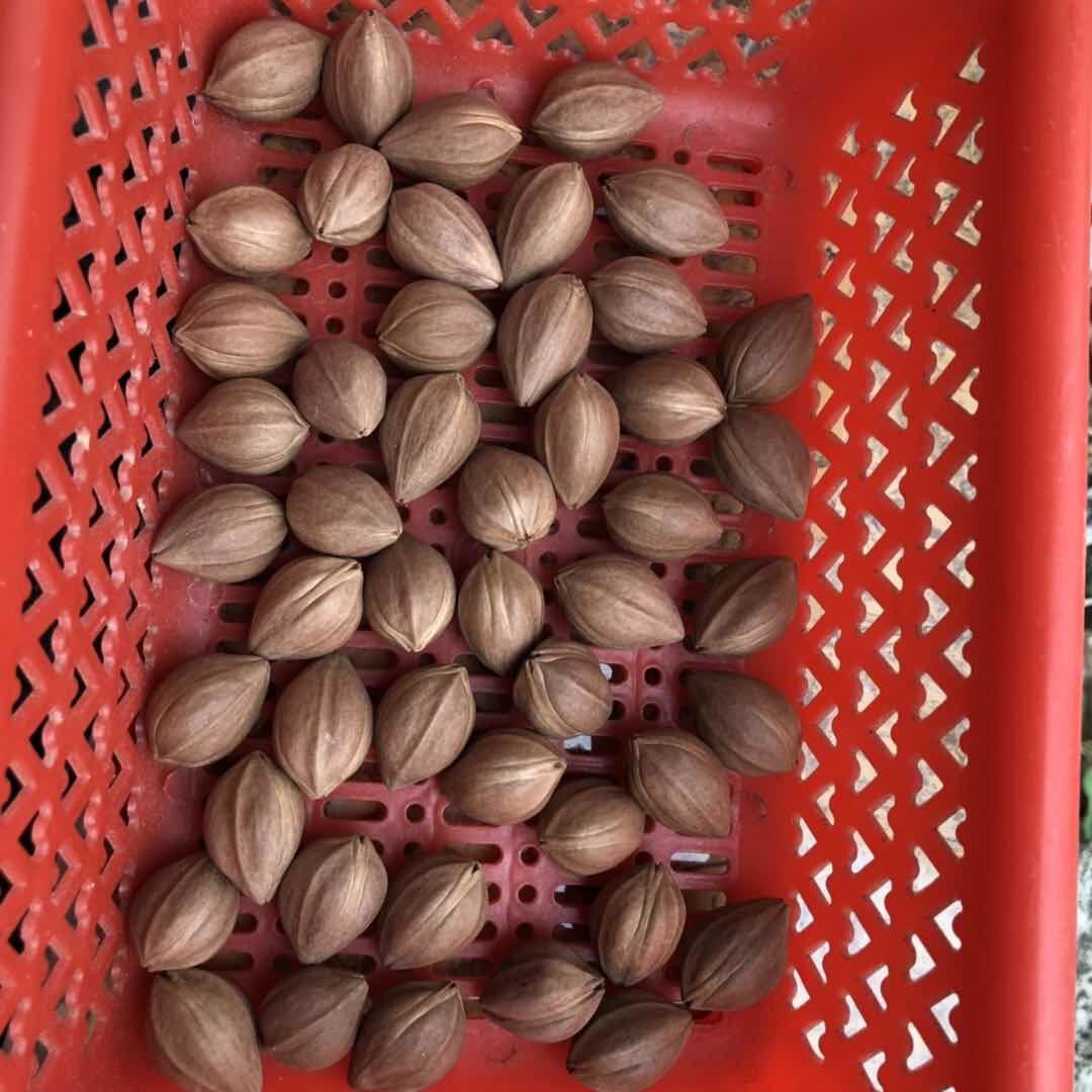 橄榄核原籽原料近正圆光珠罗汉佛珠念珠素串梅林铁核sn8489818直径