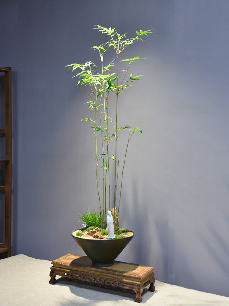 澜墨竹子盆栽竹苗米竹盆景植物姬翠竹室内微观盆景四季常青驱蚊米竹二